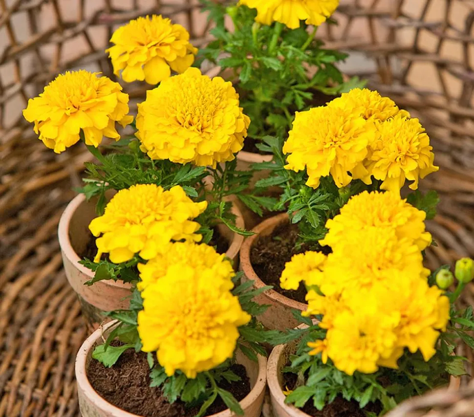 Studentenblume, verschiedene Farben