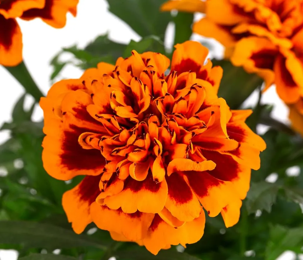 Studentenblume, verschiedene Farben