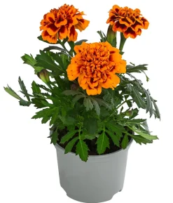Studentenblume, verschiedene Farben