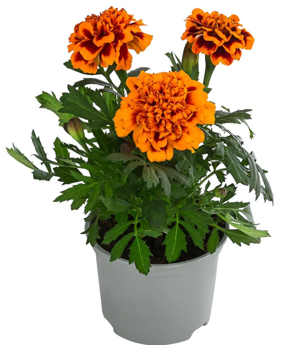 Studentenblume, verschiedene Farben