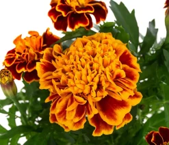 Studentenblume, verschiedene Farben