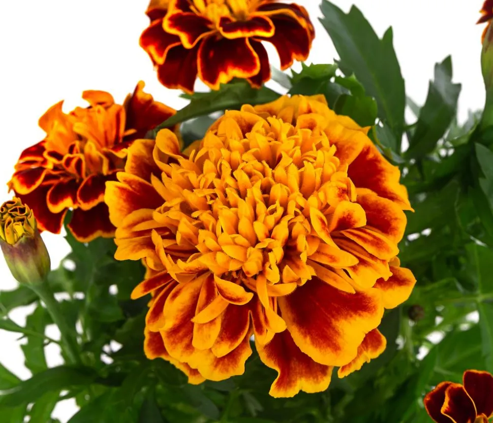Studentenblume, verschiedene Farben