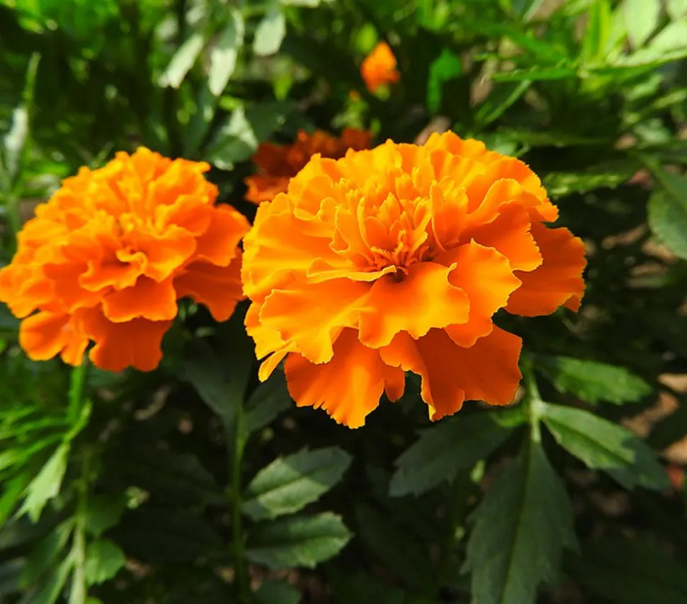 Studentenblume, verschiedene Farben