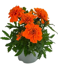 Studentenblume, verschiedene Farben