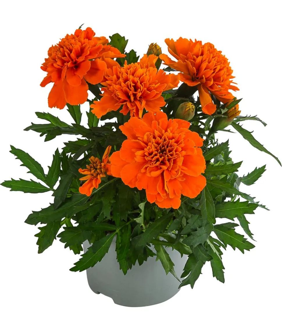 Studentenblume, verschiedene Farben