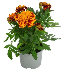 Studentenblume, verschiedene Farben
