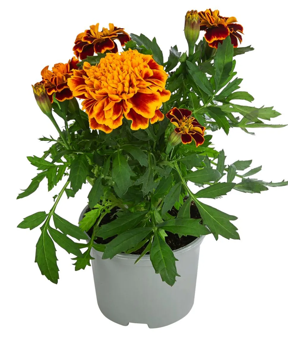 Studentenblume, verschiedene Farben