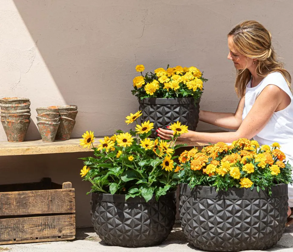Studentenblume, verschiedene Farben
