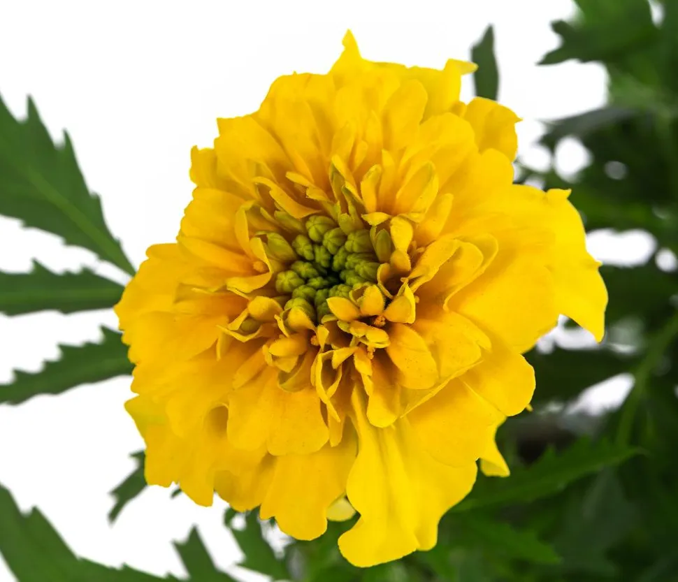 Studentenblume, verschiedene Farben