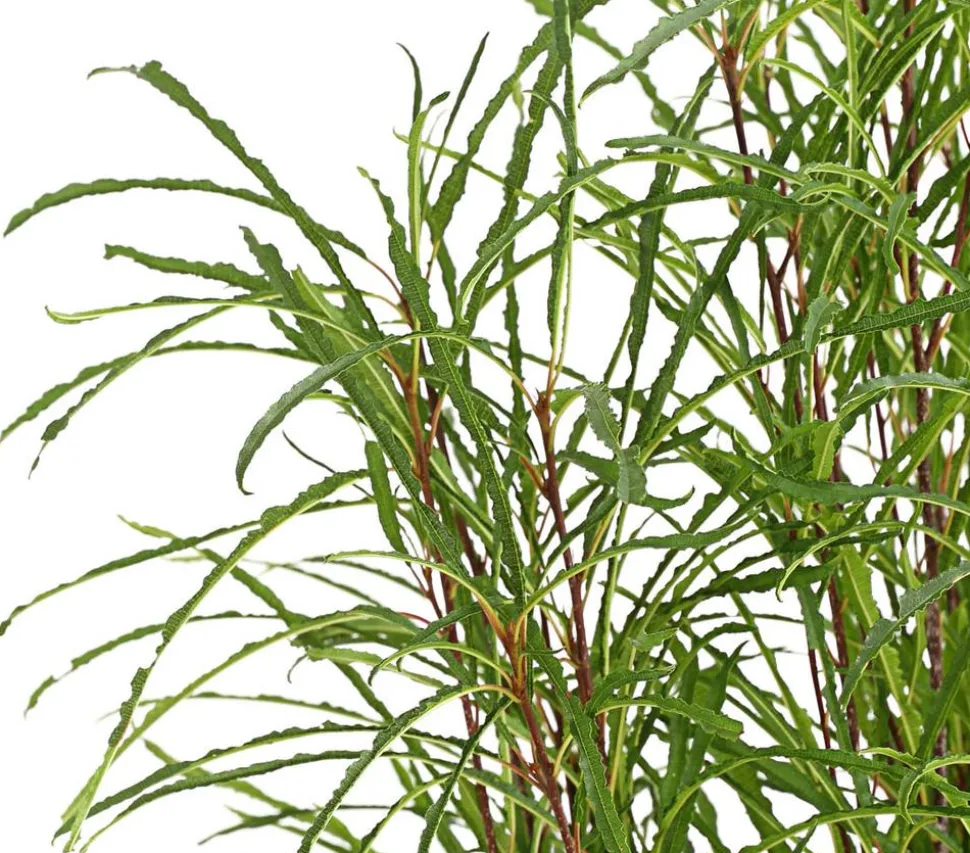Säulen-Faulbaum - Farnblättriges Pulverholz 'Fine Line'®