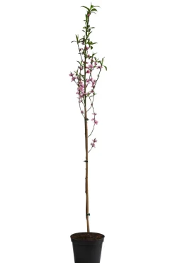 Säulennektarine 'Fantasia'