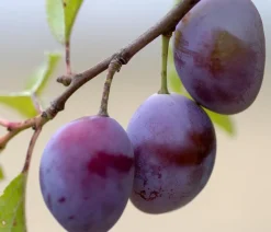 Säulenpflaume 'Marika'