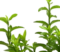 Säulen-Spindelstrauch 'Green Rocket'