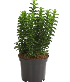 Säulen-Spindelstrauch 'Green Rocket'