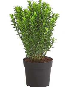 Säulen-Spindelstrauch 'Green Rocket'
