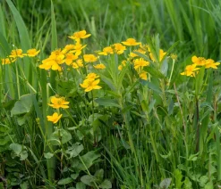 Sumpfdotterblume