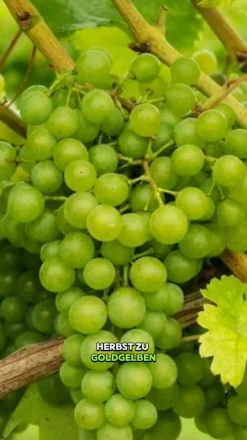 Tafeltraube 'Millenium®'