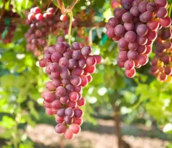 Tafeltraube 'Crimson Seedless'
