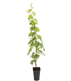 Tafeltraube 'Lakemont'