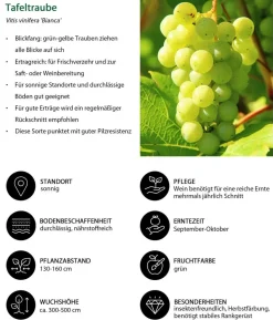 Tafeltrauben-Set Traubentraum, 4-teilig