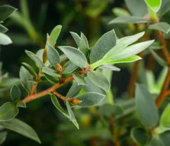 Teebaum 'Silver Sheen'