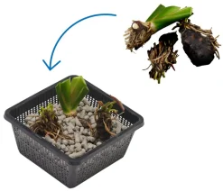 Teichpflanzen Komplett-Set Iris, 6-teilig