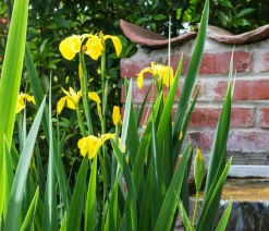Teichpflanzen Komplett-Set Iris, 6-teilig