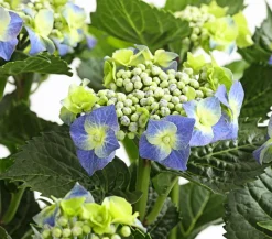 Teller-Hortensie, ca. 30-40 cm