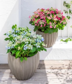 Teller-Hortensie, ca. 30-40 cm