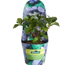 Teller-Hortensie, ca. 15-25 cm