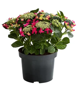 Teller-Hortensie, ca. 30-40 cm