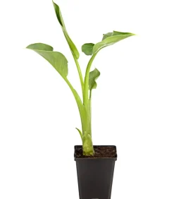 Äthiopische Calla