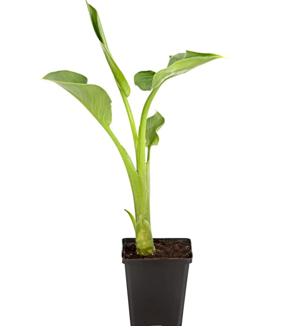 Äthiopische Calla