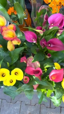 Äthiopische Calla