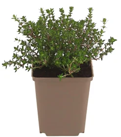 Thymian