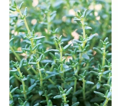Thymian