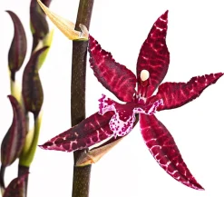 Tiger-Orchidee - Colmanara cultivars 'Massai'