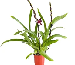 Tiger-Orchidee - Colmanara cultivars 'Massai'