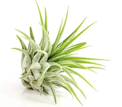 Tillandsie - Tillandsia cultivars klein, verschiedene Sorten