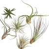 Tillandsien - Tillandsia Hybride, verschiedene Sorten, 6-teilig