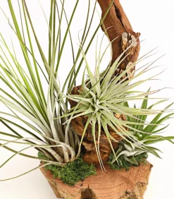 Tillandsien-Arrangement auf Wurzelbaum - Tillandsia Hybride, 3-teilig