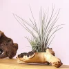 Tillandsien-Arrangement auf Mopani-Wurzel - Tillandsia Hybride, 2-teilig