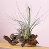 Tillandsien-Arrangement auf Mopanie-Wurzel - Tillandsia Hybride, 5-teilig