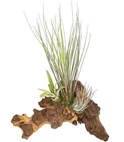 Tillandsien-Arrangement auf Mopani-Wurzel - Tillandsia Hybride, 3-teilig
