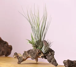 Tillandsien-Arrangement auf Mopani-Wurzel - Tillandsia Hybride, 3-teilig