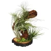 Tillandsien-Arrangement auf Wurzelbaum - Tillandsia Hybride, 5-teilig