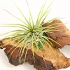 Tillandsien-Arrangement auf Mopani-Wurzel - Tillandsia Hybride, 2-teilig
