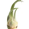 Tillandsie - Tillandsia cultivars groß, verschiedene Sorten
