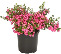 Torfmyrte, rosa