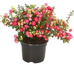 Torfmyrte, rosa
